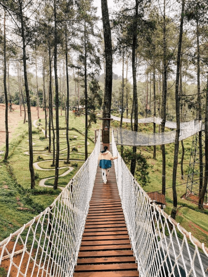 Suspension bridge above the pine forest at Orchid Forest Cikole